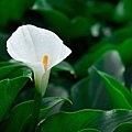 015 Calla Lily Field in Jhuzihhu@Taipei City, Taiwan