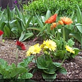 flowers in new home, 2011 016.JPG