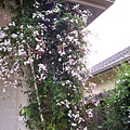 flowers in new home, 2011 003.JPG