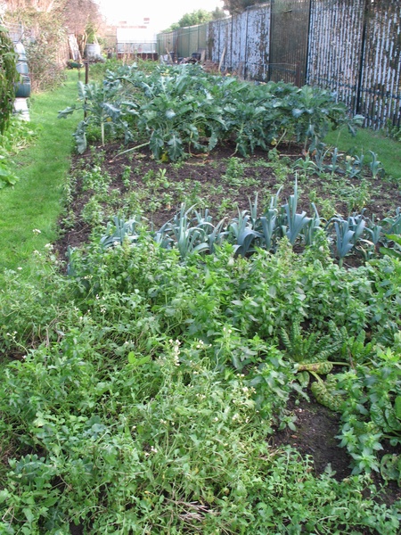 後院的菜圃