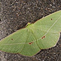 尺蛾科(Geometridae)