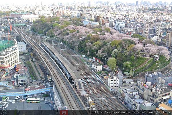 14春東京 花見 美食 野球 荒川線半日遊 王子站前站 北 とぴあ觀景展望台 飛鳥山公園 Changwaye的部落格 痞客邦