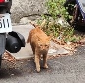 高市首家結合長照的動物醫院誕生-寵物長照「寵物產業趨勢教材」-詹翔霖副教授寵物經濟新藍海1 (1).jpg