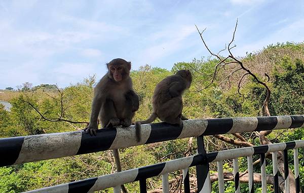 動物保護政策-壽山動物保護關愛園區戶外見習-詹翔霖副教授願生命皆適得其所 (24).jpg