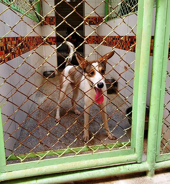 動物保護政策-動物保護關愛園區-詹翔霖副教授願生命皆適得其所 (2).jpg