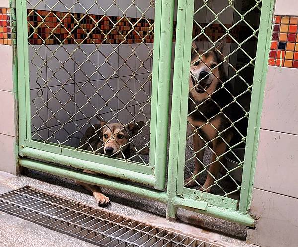 動物保護政策-動物保護關愛園區-詹翔霖副教授願生命皆適得其所 (5).jpg