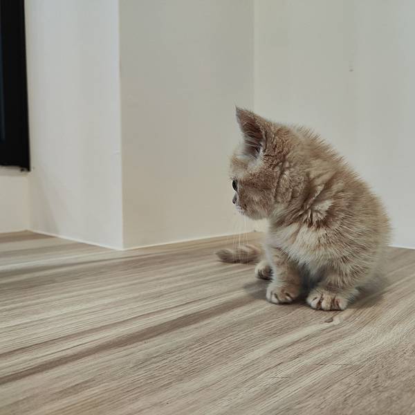 長照與日托-寵物長照「寵物商機」寵物產業趨勢教材-詹翔霖副教授寵物經濟新藍海 (1).jpg