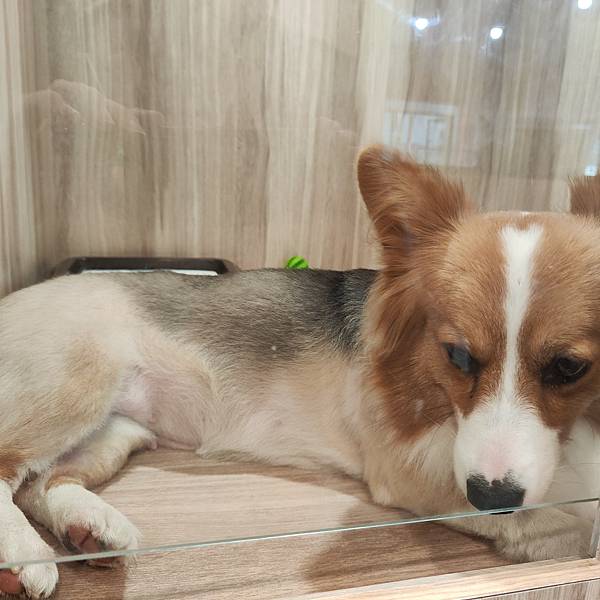 長照與日托-寵物長照「寵物商機」寵物產業趨勢教材-詹翔霖副教授寵物經濟新藍海 (6).jpg