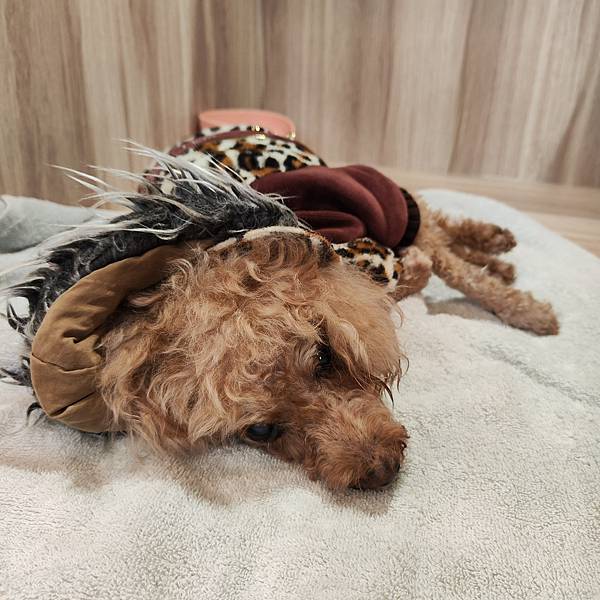 長照與日托-寵物長照「寵物商機」寵物產業趨勢教材-詹翔霖副教授寵物經濟新藍海 (2).jpg