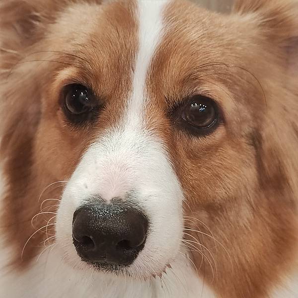 長照與日托-寵物長照「寵物商機」寵物產業趨勢教材-詹翔霖副教授寵物經濟新藍海 (5).jpg