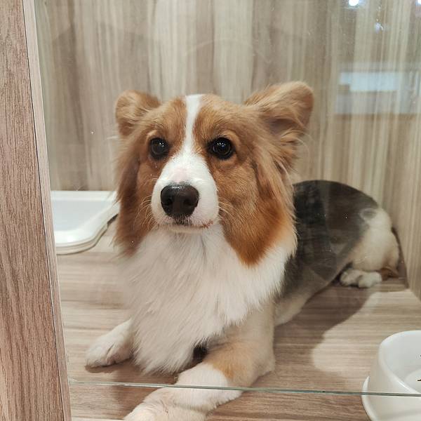 長照與日托-寵物長照「寵物商機」寵物產業趨勢教材-詹翔霖副教授寵物經濟新藍海 (4).jpg