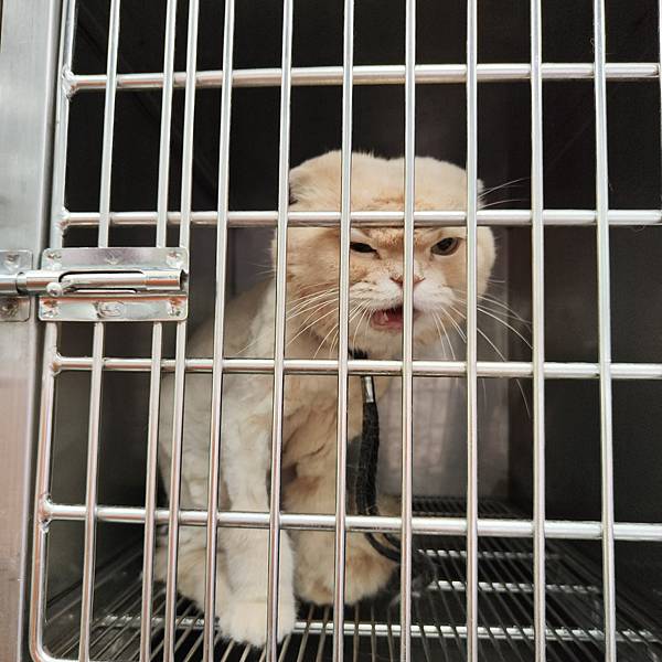 長照與日托-寵物長照「寵物商機」寵物產業趨勢教材-詹翔霖副教授寵物經濟新藍海 (8).jpg