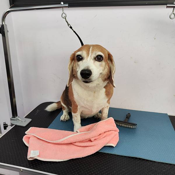 長照與日托-寵物長照「寵物商機」寵物產業趨勢教材-詹翔霖副教授寵物經濟新藍海 (10).jpg