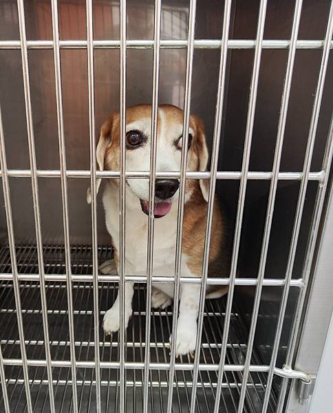 長照與日托-寵物長照「寵物商機」寵物產業趨勢教材-詹翔霖副教授寵物經濟新藍海 (9).jpg