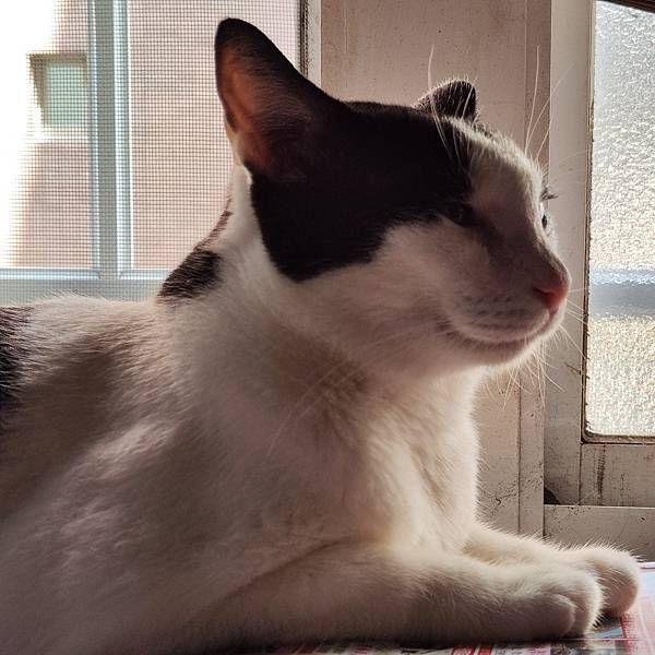 長照與日托-寵物長照「寵物商機」寵物產業趨勢教材-詹翔霖副教授寵物經濟新藍海 (12).jpg