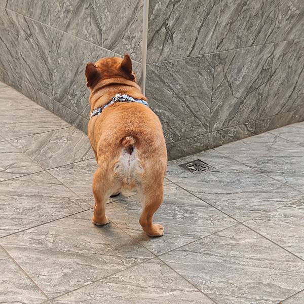 長照與日托-寵物長照「寵物商機」寵物產業趨勢教材-詹翔霖副教授寵物經濟新藍海 (11).jpg