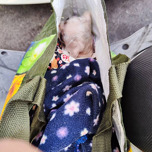 長照與日托-寵物長照「寵物商機」寵物產業趨勢教材-詹翔霖副教授寵物經濟新藍海 (15).jpg