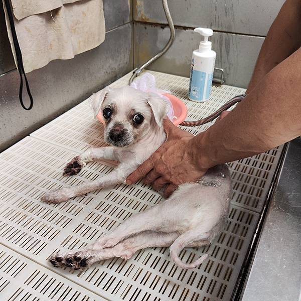 長照與日托-寵物長照「寵物商機」寵物產業趨勢教材-詹翔霖副教授寵物經濟新藍海 (19).jpg