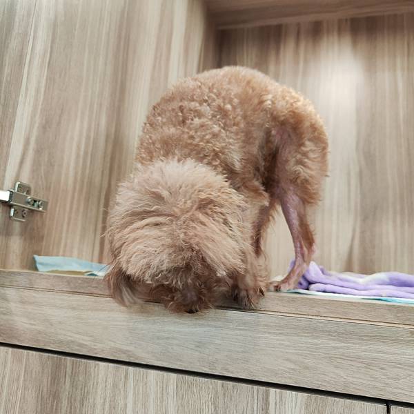 長照與日托-寵物長照「寵物商機」寵物產業趨勢教材-詹翔霖副教授寵物經濟新藍海 (20).jpg