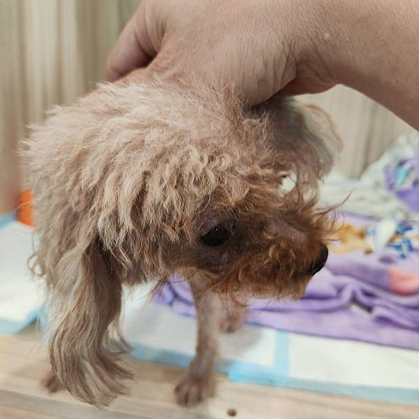 長照與日托-寵物長照「寵物商機」寵物產業趨勢教材-詹翔霖副教授寵物經濟新藍海 (21).jpg