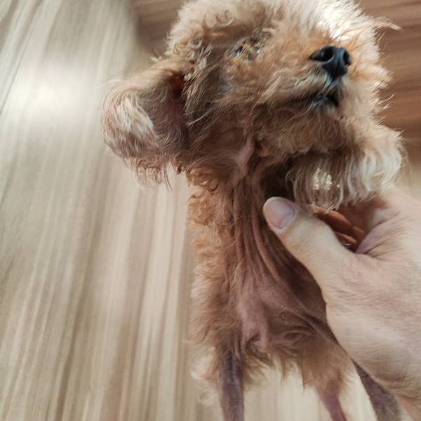 長照與日托-寵物長照「寵物商機」寵物產業趨勢教材-詹翔霖副教授寵物經濟新藍海 (22).jpg