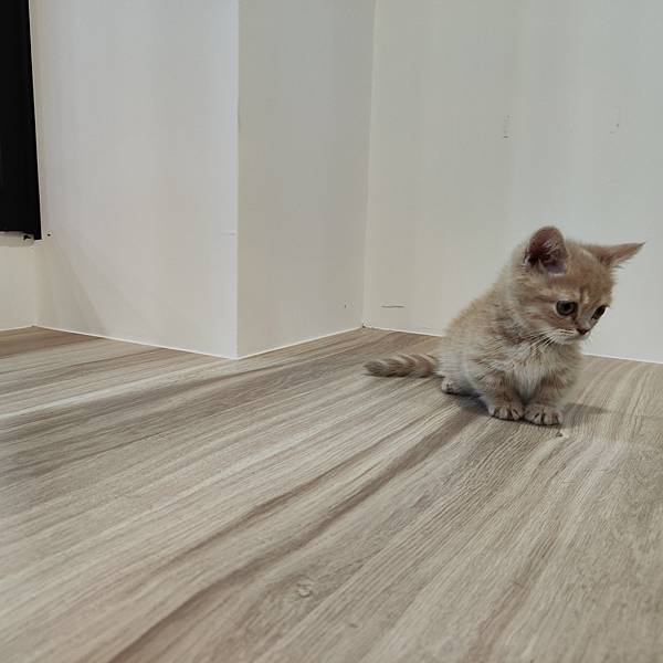 長照與日托-寵物長照「寵物商機」寵物產業趨勢教材-詹翔霖副教授寵物經濟新藍海 (24).jpg