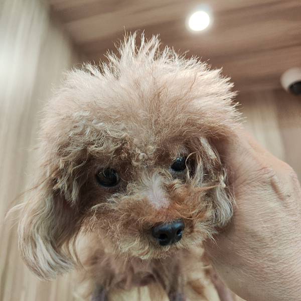 長照與日托-寵物長照「寵物商機」寵物產業趨勢教材-詹翔霖副教授寵物經濟新藍海 (23).jpg