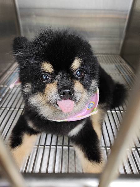 寵物長照產業趨勢- 「人寵共老」詹翔霖老師 (1).jpg