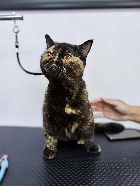 寵物長照「寵物商機」寵物產業趨勢教材-詹翔霖副教授寵物經濟新藍海 (2).jpg