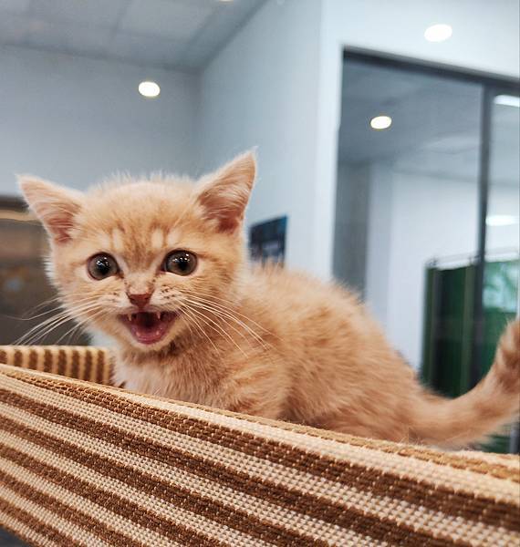 寵物店規劃與經營管理書教材《寵物餐廳營運計劃書》詹翔霖老師 (1).jpg