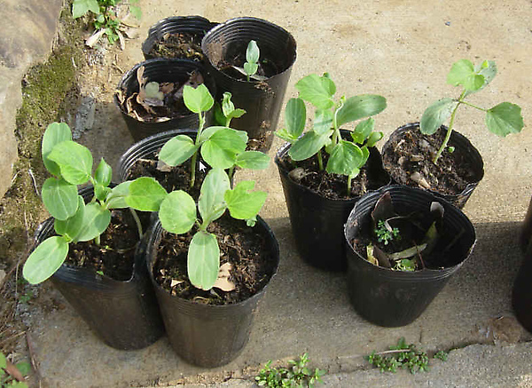 種菜了 胡瓜苗 Jpg Chaochifarm 的相簿 痞客邦