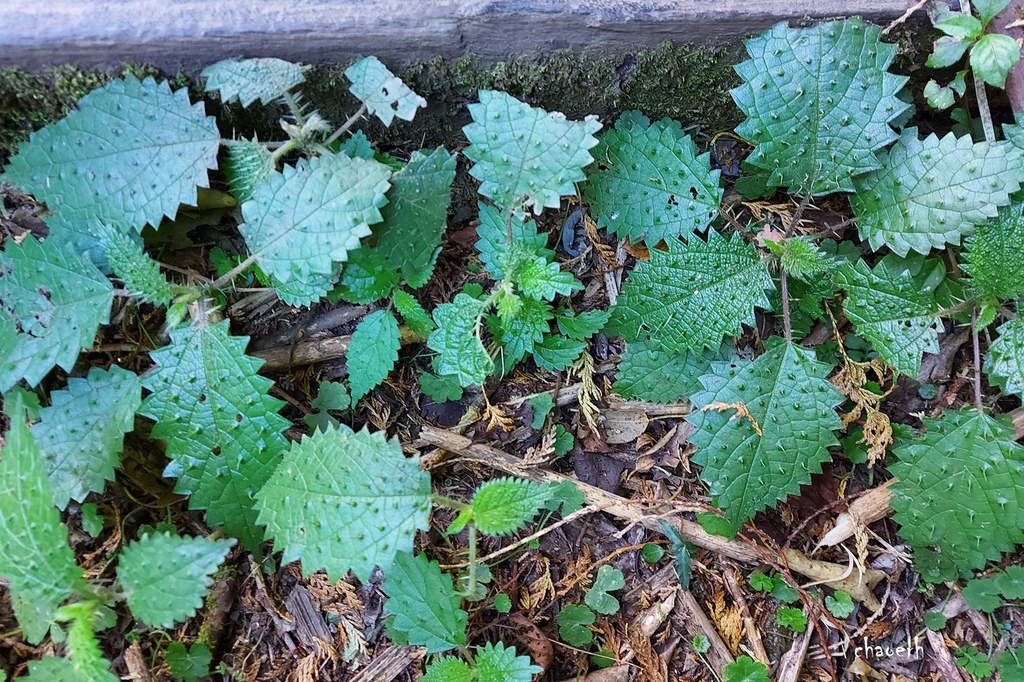 【健行】阿里山眠月線 森林鐵道