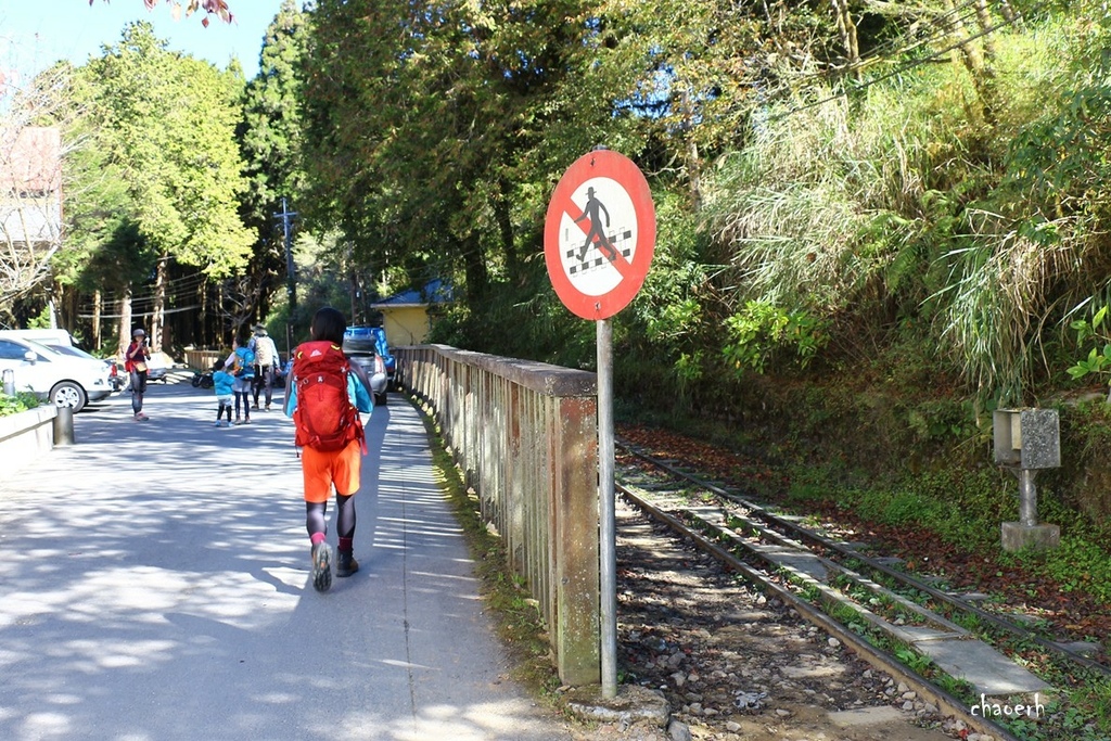 【健行】阿里山眠月線 森林鐵道