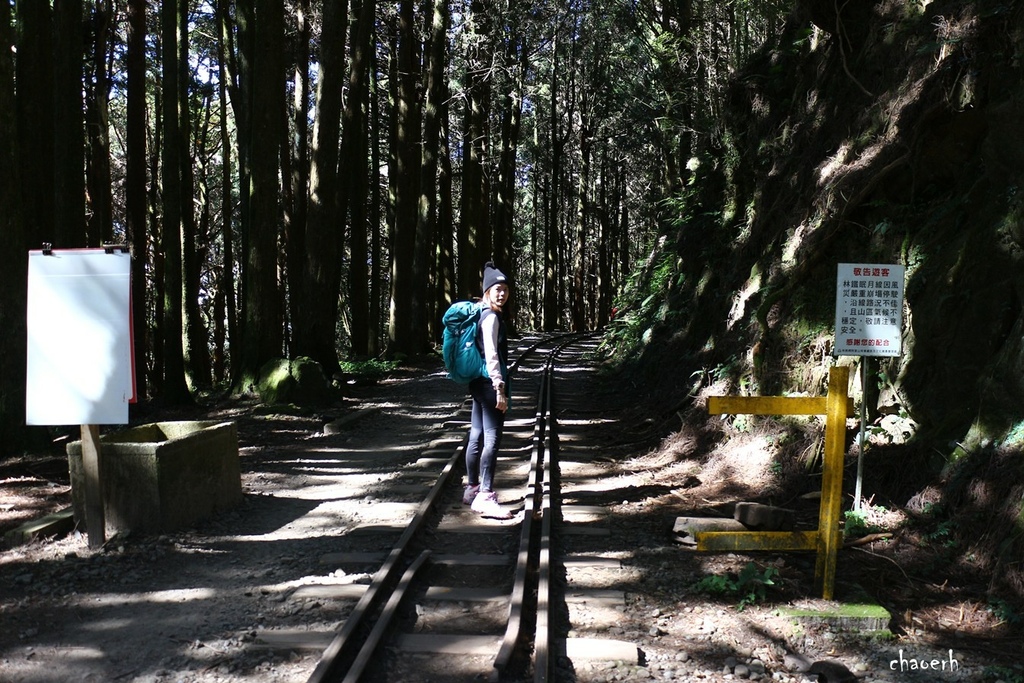 【健行】阿里山眠月線 森林鐵道