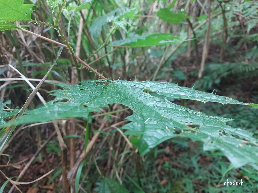 【登山 2天1夜】水漾森林➨鹿屈山➨鹿屈山前鋒  逆向O行縱