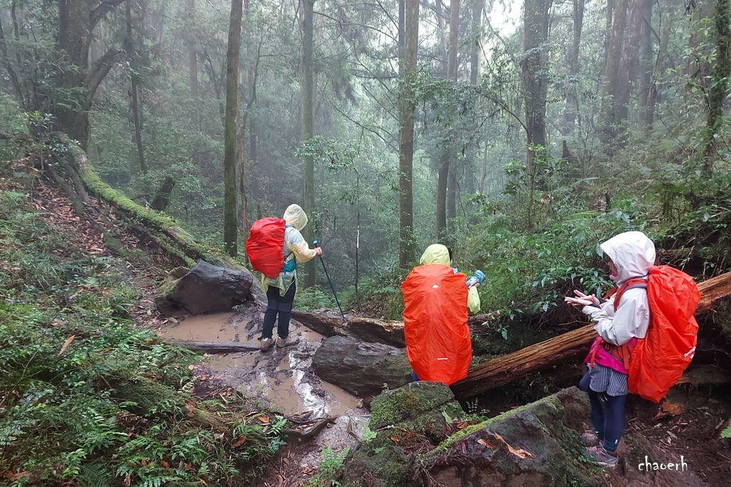 【登山 2天1夜】水漾森林➨鹿屈山➨鹿屈山前鋒  逆向O行縱