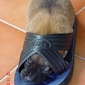 dog11.jpg