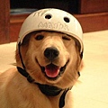 dog22.jpg