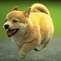 dog29.jpg
