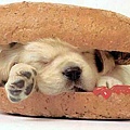 dog31.jpg