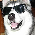 dog10.jpg