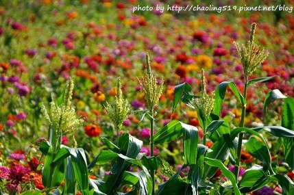 2013蘆竹花海節-4