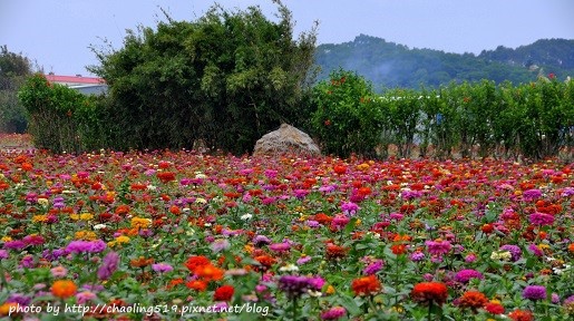 2013蘆竹花海節-35