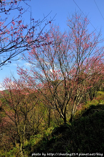 三峽觀天下農場-3.JPG