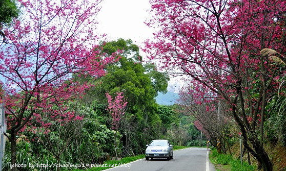 2014淡水滬尾櫻花大道-8.JPG