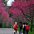 2014淡水滬尾櫻花大道-7.JPG