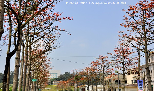 中央大學木棉道-6