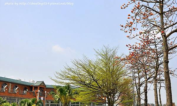 中央大學木棉道-17