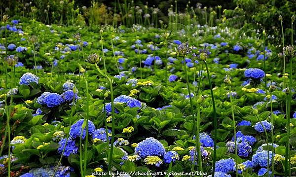 2014竹子繡球花-5.JPG