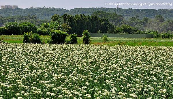 大溪韭菜花田-10.JPG